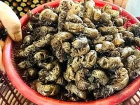 Thương lái bất ngờ thu mua 1 loại xác động vật giá 2 triệu đồng/kg, người dân đổ xô vào rừng tìm
